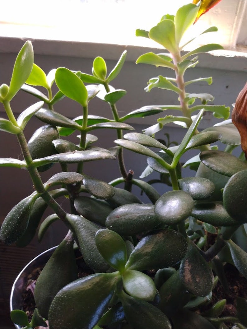 Unrooted Jade Plant Cuttings 4-Pack Crassula ovata Succulent Bonsai Houseplant Lucky Money Plant