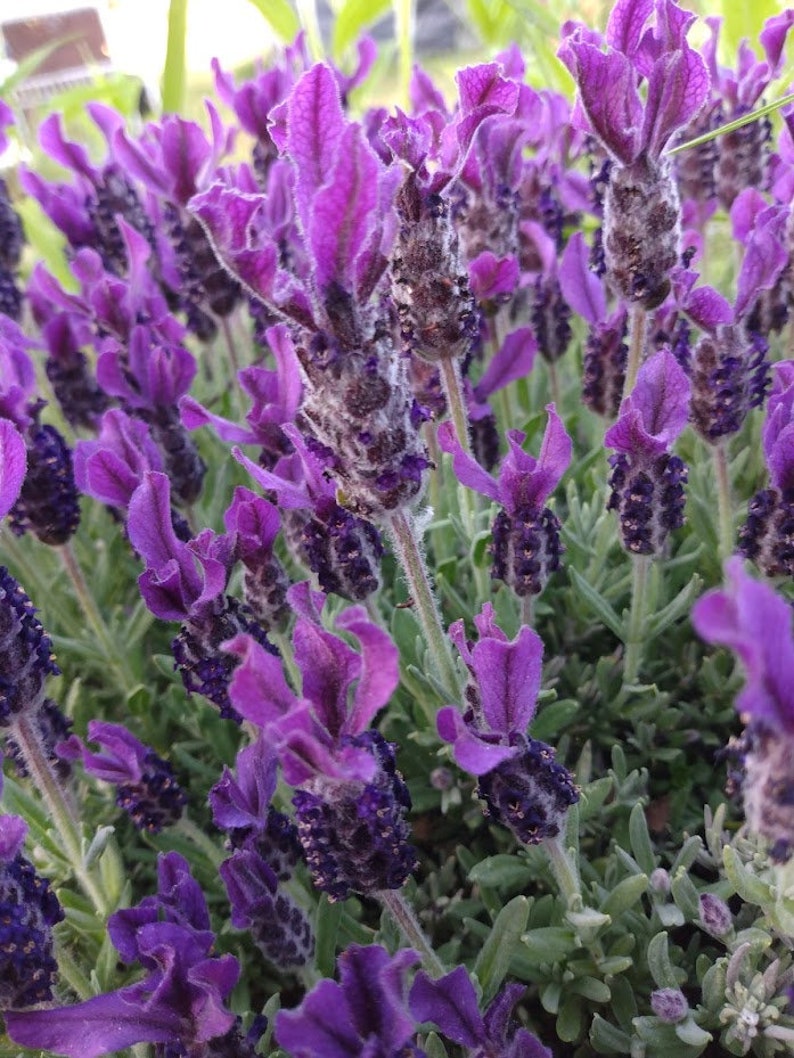 5 Organic Lavender Cuttings (Lavandula angustifolia) for Culinary & Medicinal Use