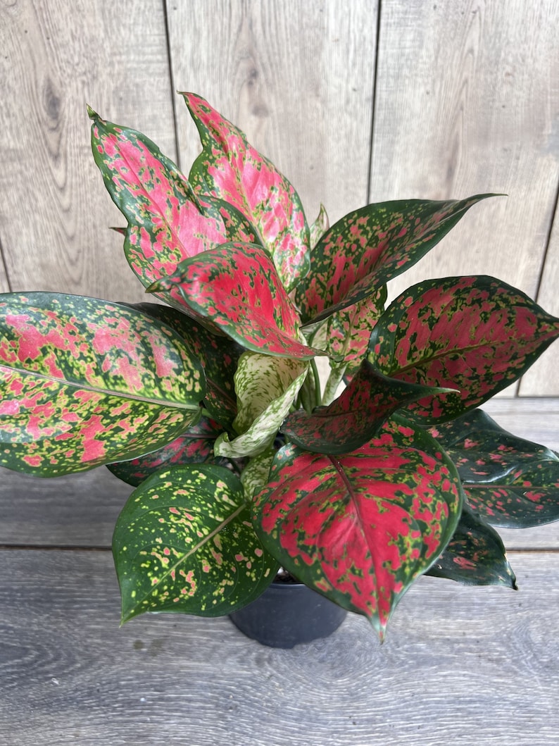 Aglaonema Wishes Plant in 4" Pot - Red Valentine Chinese Evergreen Indoor Houseplant, Easy Care, Low Light Tolerant, Air Purifying