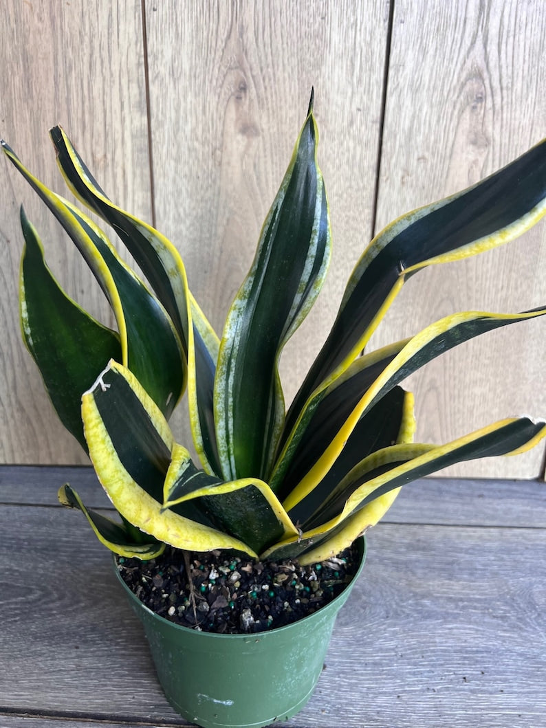 Sansevieria Trifasciata Black Gold Indoor Plant in 6" Pot – Easy Care Snake Plant for Beginners, Air Purifier, Low Maintenance