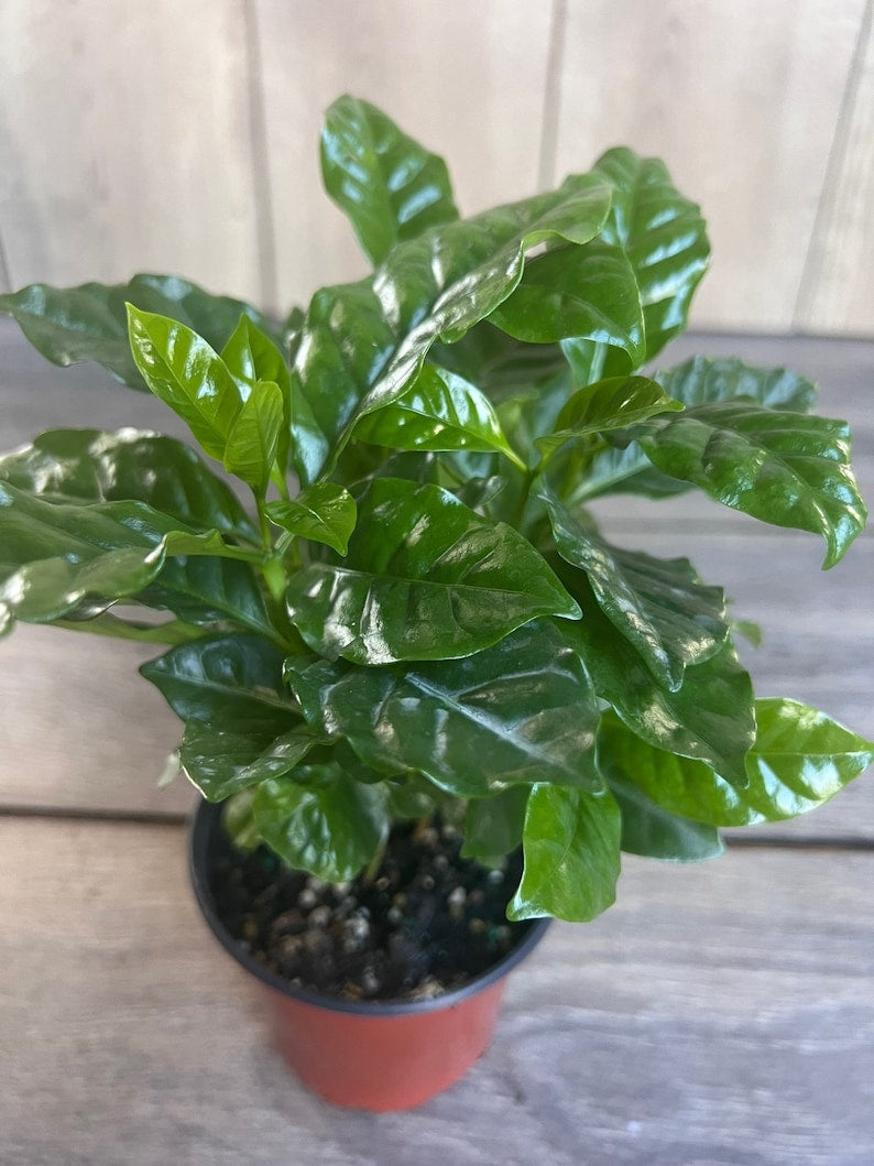 Coffee Plant in 4-Inch Pot | Arabica Coffea arabica Indoor Houseplant for Coffee Lovers