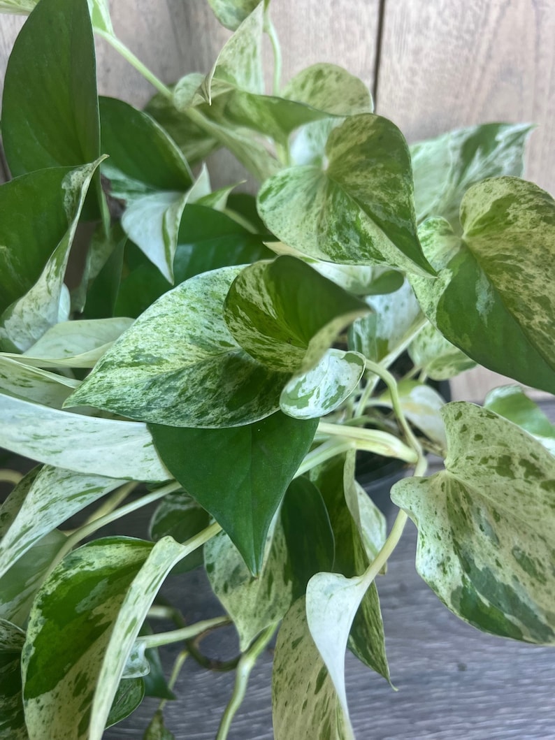 Marble Queen Pothos Plant in 6" Pot - Variegated Green & White Foliage - Epipremnum aureum for Low Light Indoor Spaces