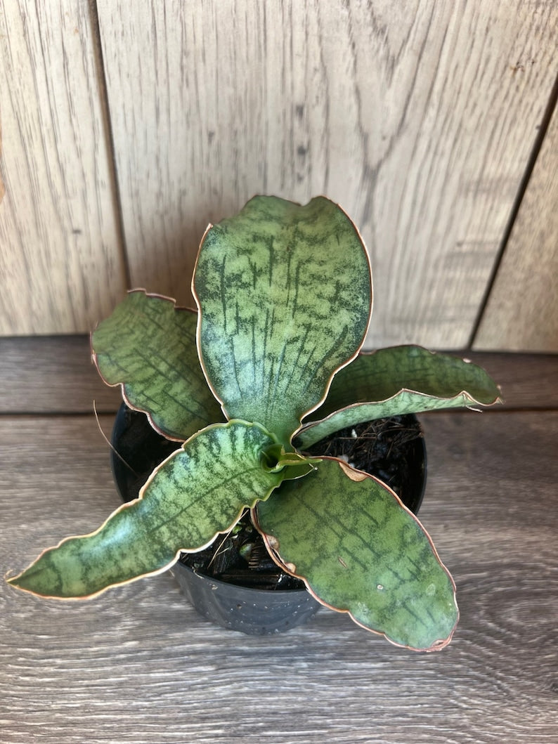 Sansevieria Cleopatra Plant in 4'' Pot | Snake Plant with Lush Green Leaves | Sansevieria trifasciata Hybrid Indoor Plant