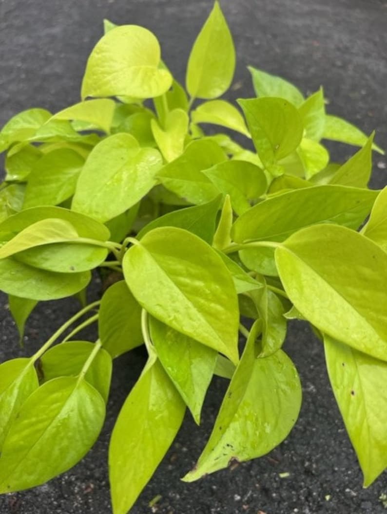 Neon Pothos Plant in 6" Pot - Epipremnum aureum Bright Green Foliage Indoor Houseplant