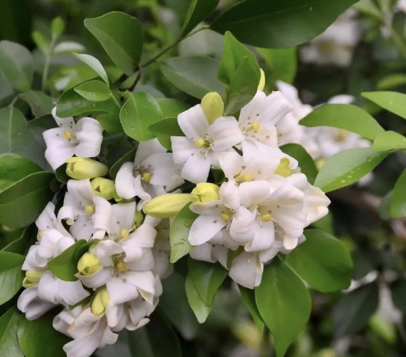 Orange Jasmine Plant in 6" Pot, Murraya paniculata, Fragrant Tropical Evergreen Shrub for Garden or Indoor