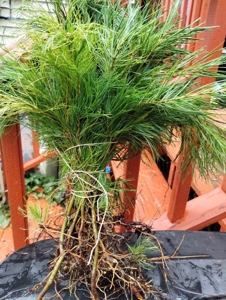 Wedding Party Favors Saplings 12x4 - Choose Your Trees: White Pine, Balsam Fir, Red Spruce, Cedar, Purple Lilac, White Lilac
