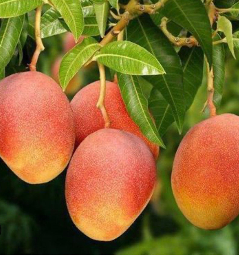 Glenn Mango Tree in 3-Gallon Pot, Grafted Mangifera indica ‘Glenn’ Tropical Fruit Plant for Home Garden