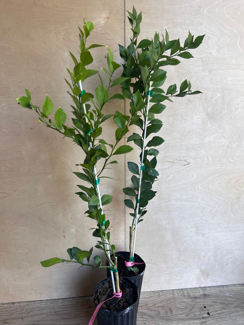 Red Finger Lime Tree 1/2 Gallon Pot, Microcitrus australasica, Citrus Caviar, Air-Layered, Florida Shipping