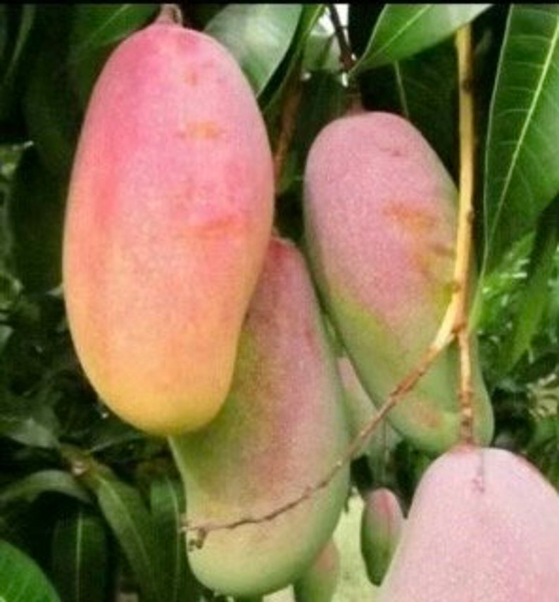Maha Chanok Mango Tree Grafted 3-Gallon Pot Rainbow Mango Mangifera indica Fruit Tree
