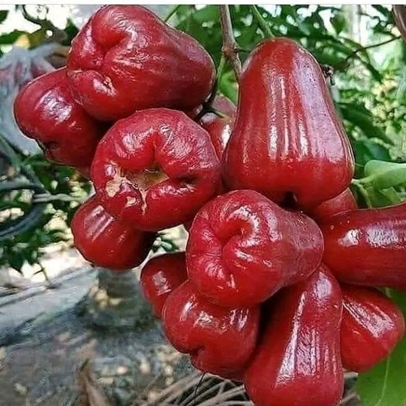Red Wax Apple Plant 3-Gallon Syzygium samarangense Tropical Fruit Tree, Edible, Air-Layered