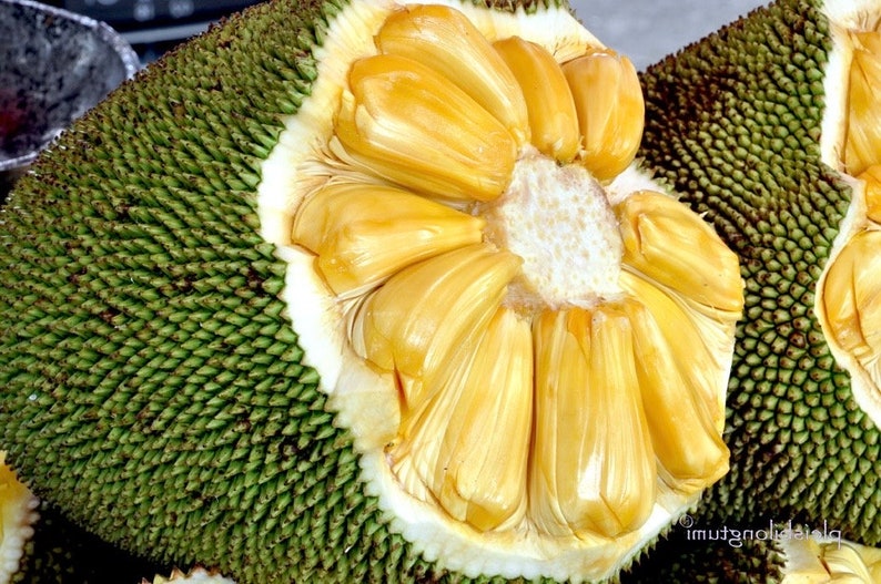 Dwarf Jackfruit Tree in 3-Gallon Pot | J31 Grafted Artocarpus heterophyllus | Sweet Aromatic Fruits
