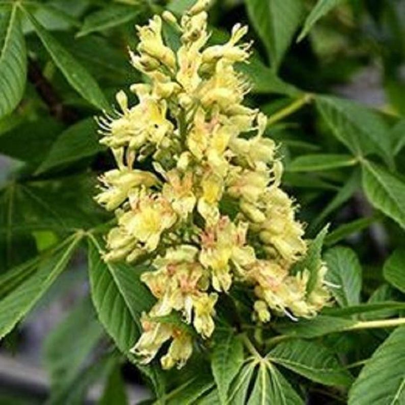Yellow Buckeye Tree Stem - Large Size Aesculus flava for Landscaping & Garden Projects