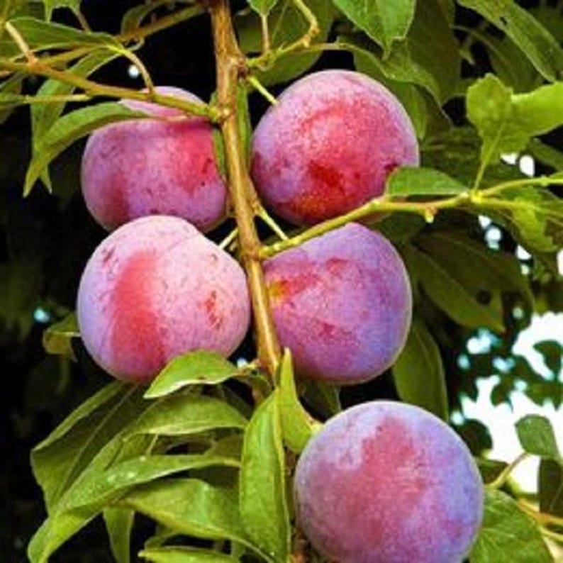 Small Dwarf Plum Tree 2ft Prunus domestica Fruit Tree for Gardens & Containers