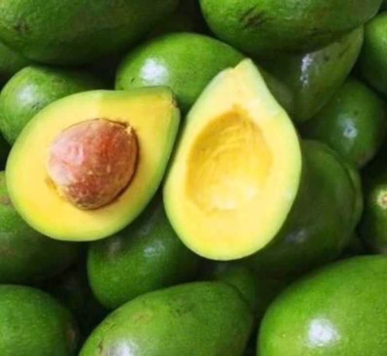 Grafted Avocado Tree 6" Pot Choquette Variety Persea americana Tropical Fruit Plant for Garden