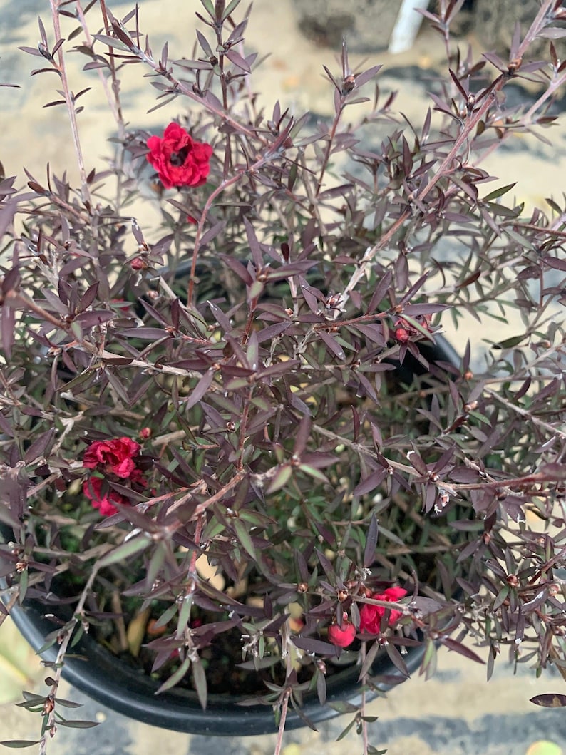 Leptospermum 'Ruby Glow' Plant in 1 Gallon Pot – Australian Tea Tree with Vibrant Red Flowers & Aromatic Foliage