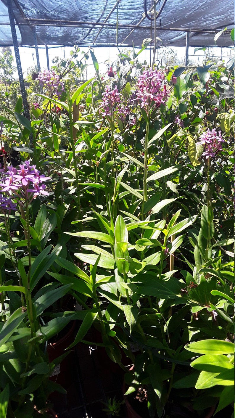 Purple Epidendrum Orchid Plants in 6" Pot - Vibrant Purple Flowers - Ideal for Indoor Gardening - Epidendrum spp.