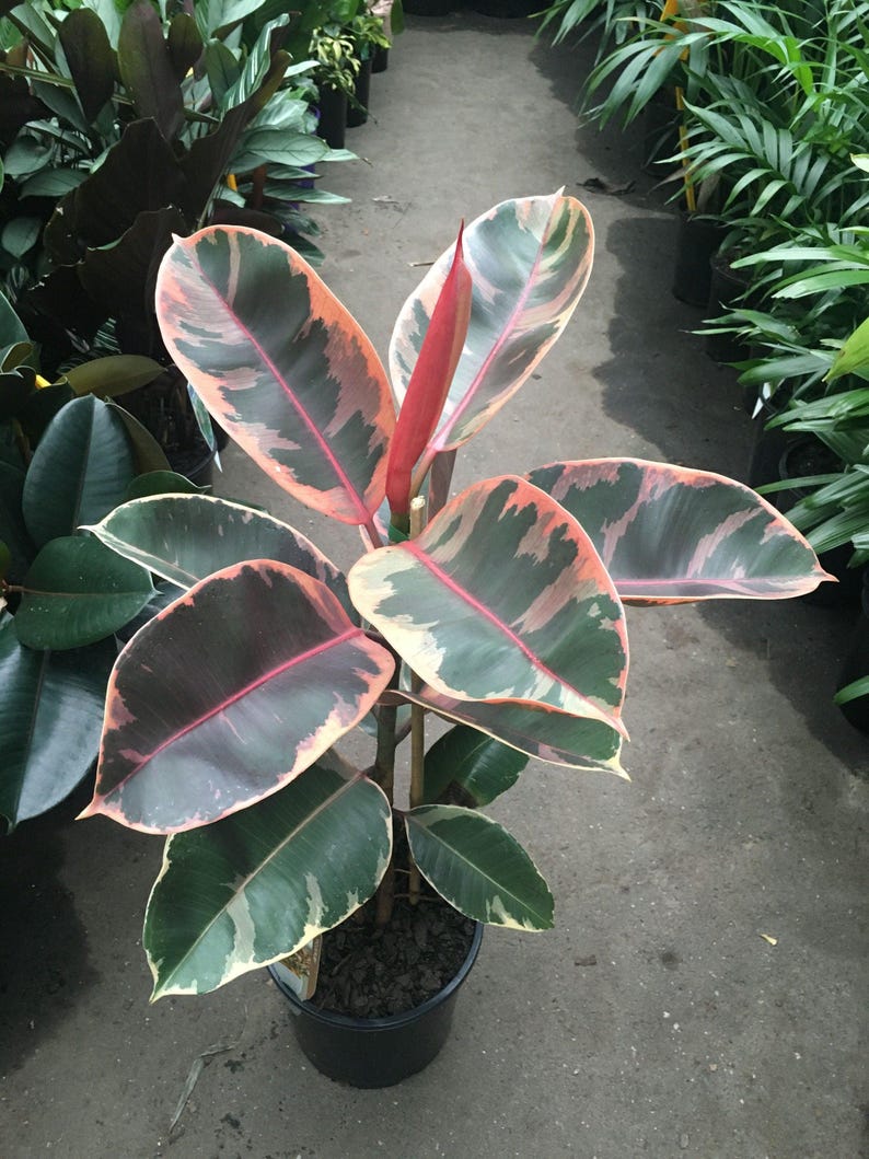Ficus elastica 'Red Ruby' - 6" Indoor Rubber Plant with Colorful Foliage