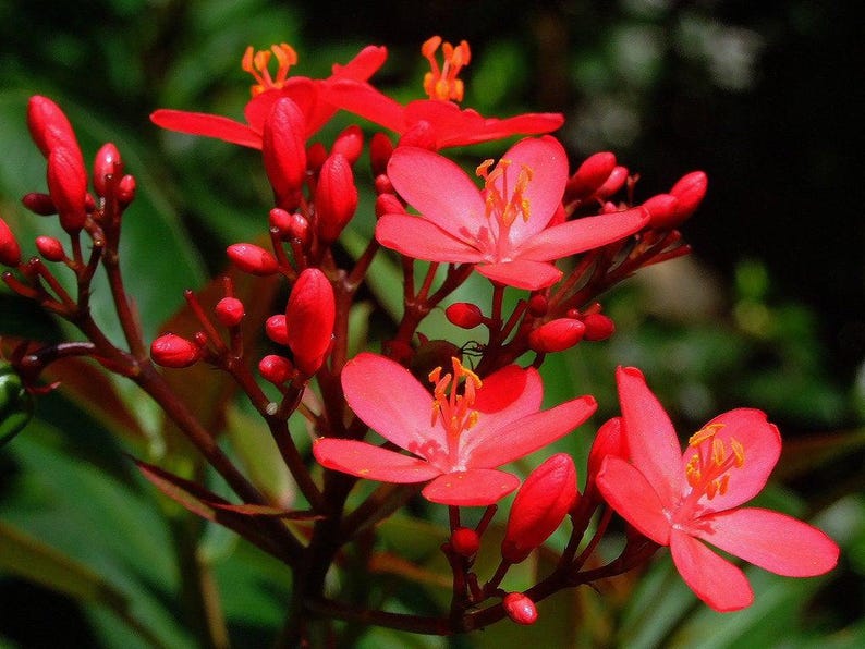 Jatropha Integerrima 'Compacta' Red Live Plant - Tropical Evergreen Shrub in 3 Gal Pot
