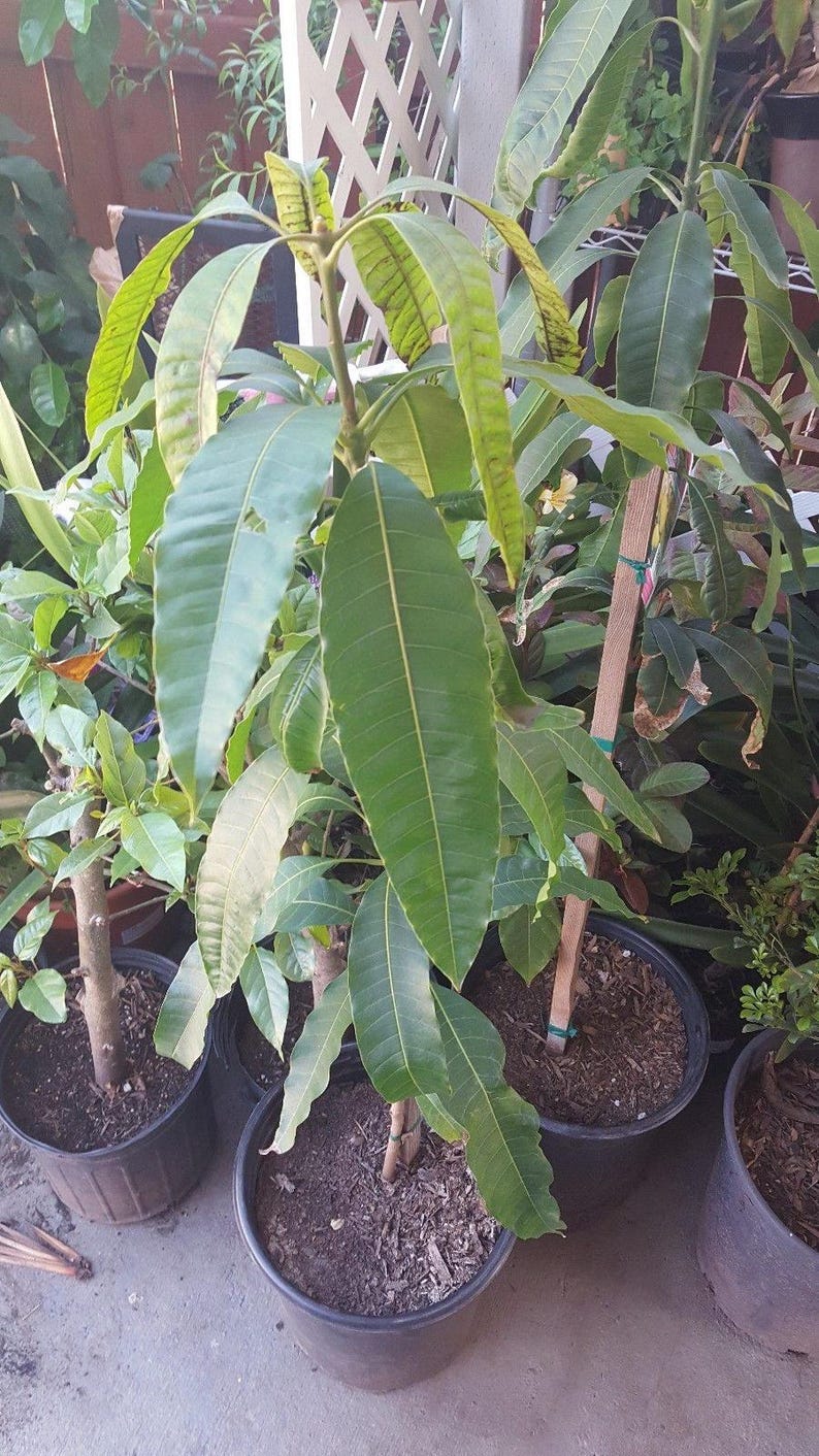 Manila Mango Tree Live Plant - 1ft Tall Grafted in 6" Pot - Mangifera indica