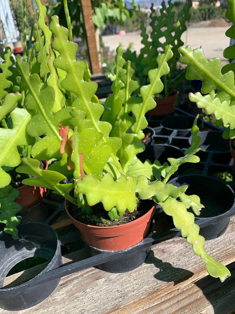 Zig Zag Cactus Plant - Epiphyllum anguliger in 3” Pot | Indoor Easy Care Houseplant