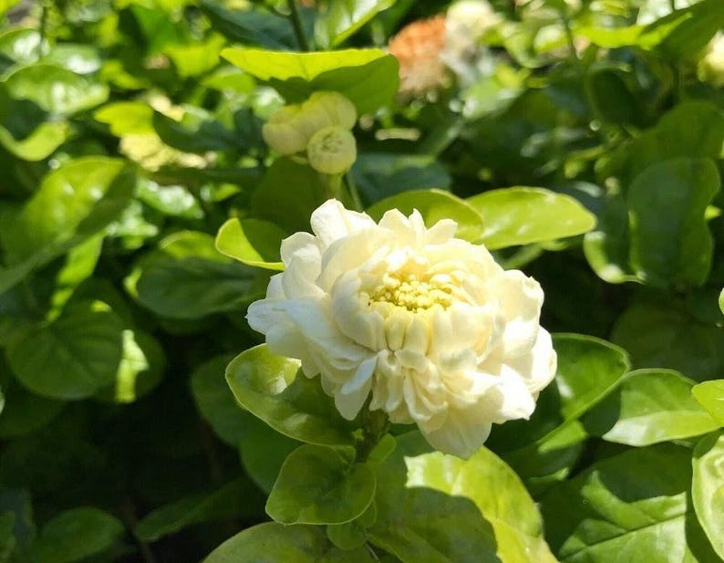Grand Duke Jasmine Live Plant 1 Gallon Pot - Jasminum sambac - Fragrant Flowering Indoor/Outdoor Plant