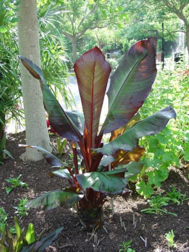 Red Leaf Banana Plant - 1 Gallon Pot - Ensete ventricosum 'Maurelii' - Tropical Foliage - Perfect for Patio Gardens
