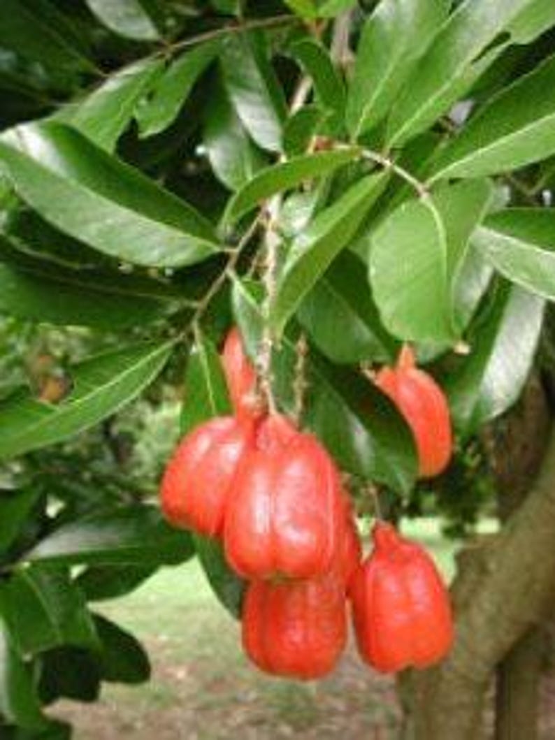 Akee Tree - 3 Gallon Pot - Fast-Growing Evergreen - Blighia sapida - Nutty-Flavored Fruit, Poisonous Until Open