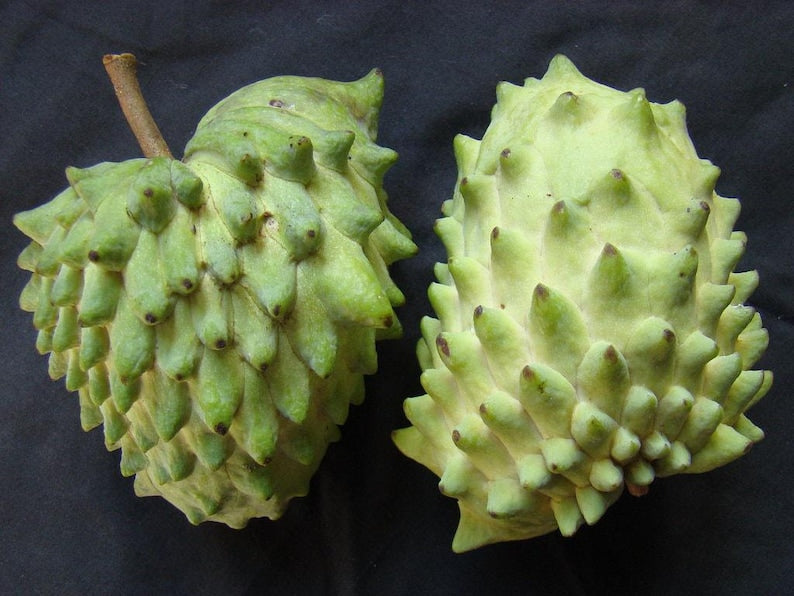 Geffner Atemoya Plant in 3-Gallon Pot | Tropical Fruit Tree | Annona squamosa x cherimola Hybrid | 2-3 Feet Tall