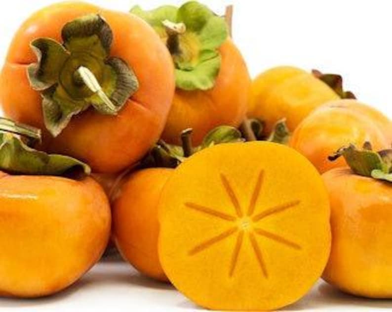 Fuyu Persimmon Tree - Grafted - 3 Gallon Pot - Non-Astringent Sweet Fruit - Diospyros kaki