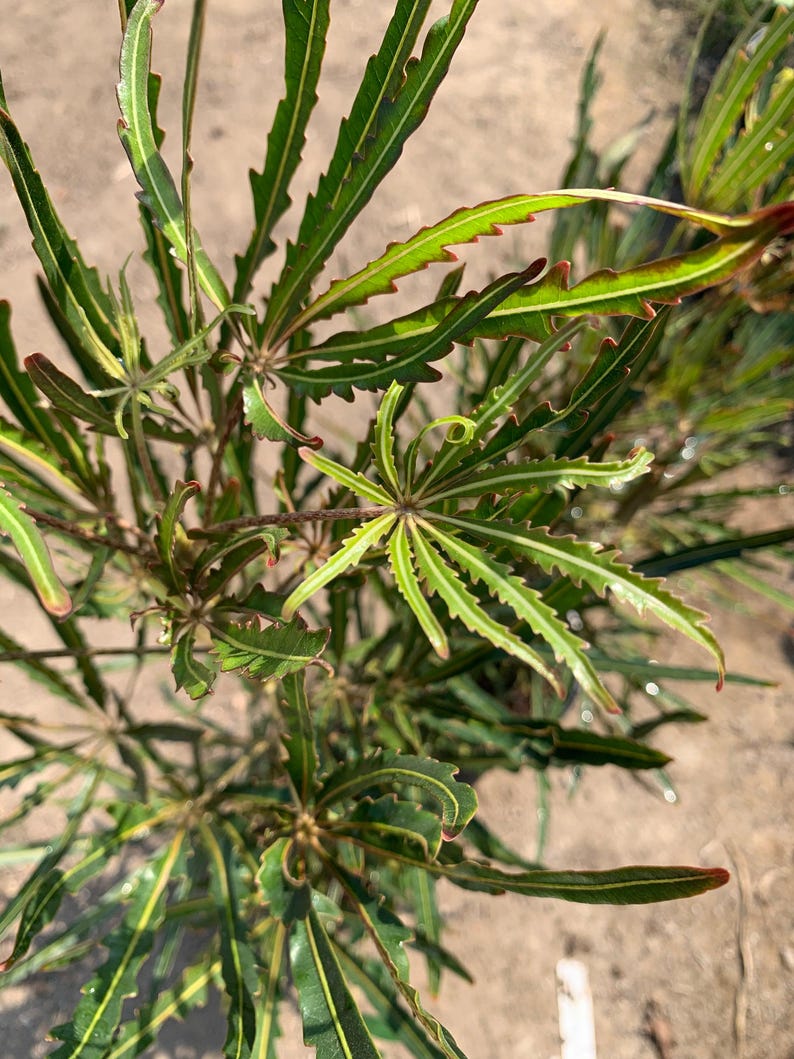 False Aralia Plant - Medium Potted - Dark Green Foliage - Aralia elegantissima Indoor Outdoor