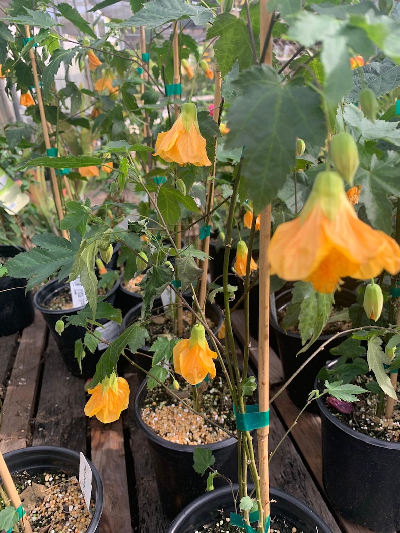 Abutilon 'Frieda' Plant in 1 Gallon Pot | Flowering Maple | Indoor/Outdoor Decorative Plant