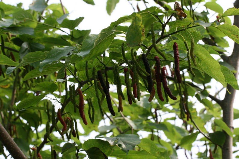 Pakistan Mulberry Tree Live Plant - 4 to 5 Feet Tall - Black Mulberries - Morus nigra - Ships in 3 Gal Pot - Fresh from Our Garden
