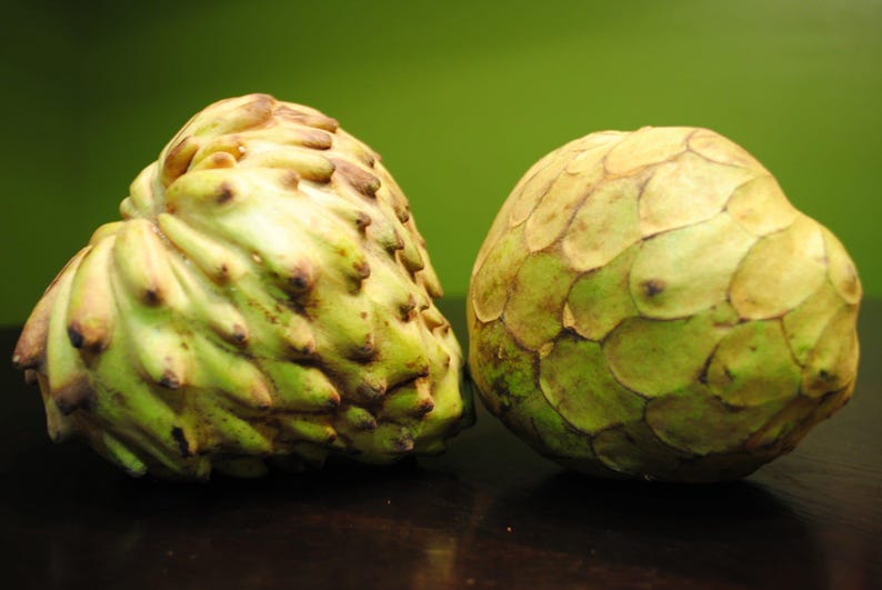 Grafted Dr. White Cherimoya Tree - 3 to 4 Feet Tall - Sweet Fruit - Annona cherimola - Ships in 3 Gallon Pot