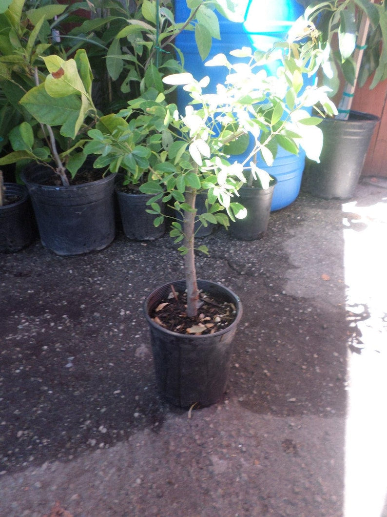 Guamuchil Plant - 1 Plant - Pithecellobium dulce - 2 to 3 Feet Tall - Fresh from Garden - Edible Pods, Shade Tree