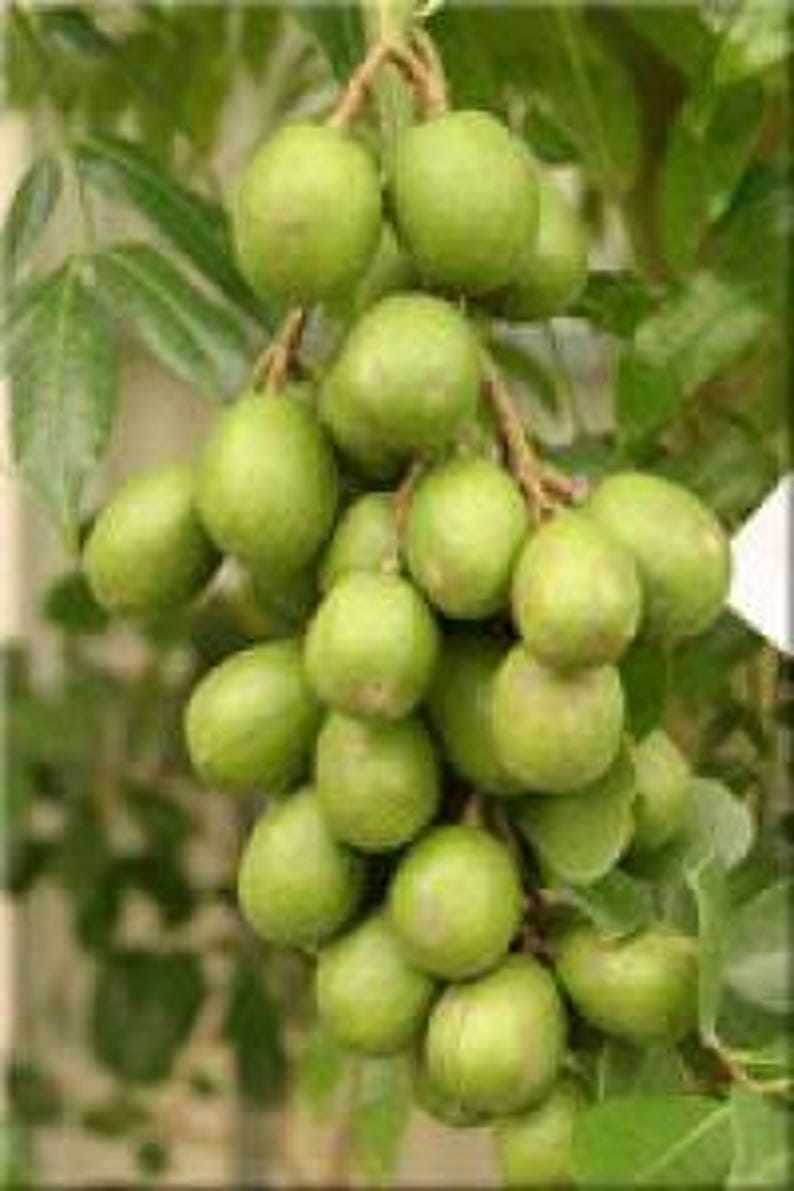 June Plum Tree - 3 Gallon Pot - Dwarf Ambarella - Fast Growing Fruit Plant - Spondias tuberosa