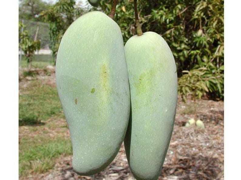 Grafted Mango Tree - 3 to 4 ft - Brahm Kai Meu Thai Green Sweet Mango - Mangifera indica