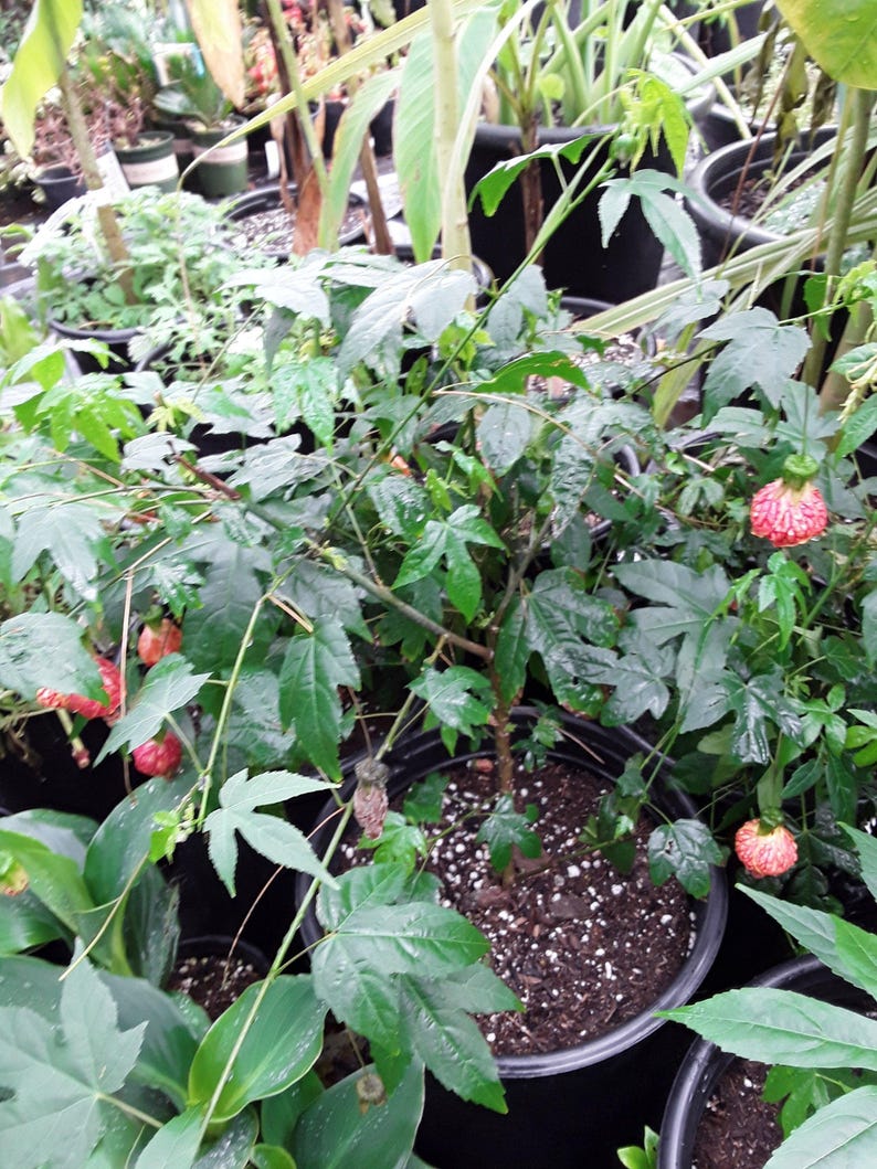 Abutilon 'Tiger Eye' Flowering Maple Plant – Live 3-Gallon Pot with Dazzling Yellow Flowers and Red Veining