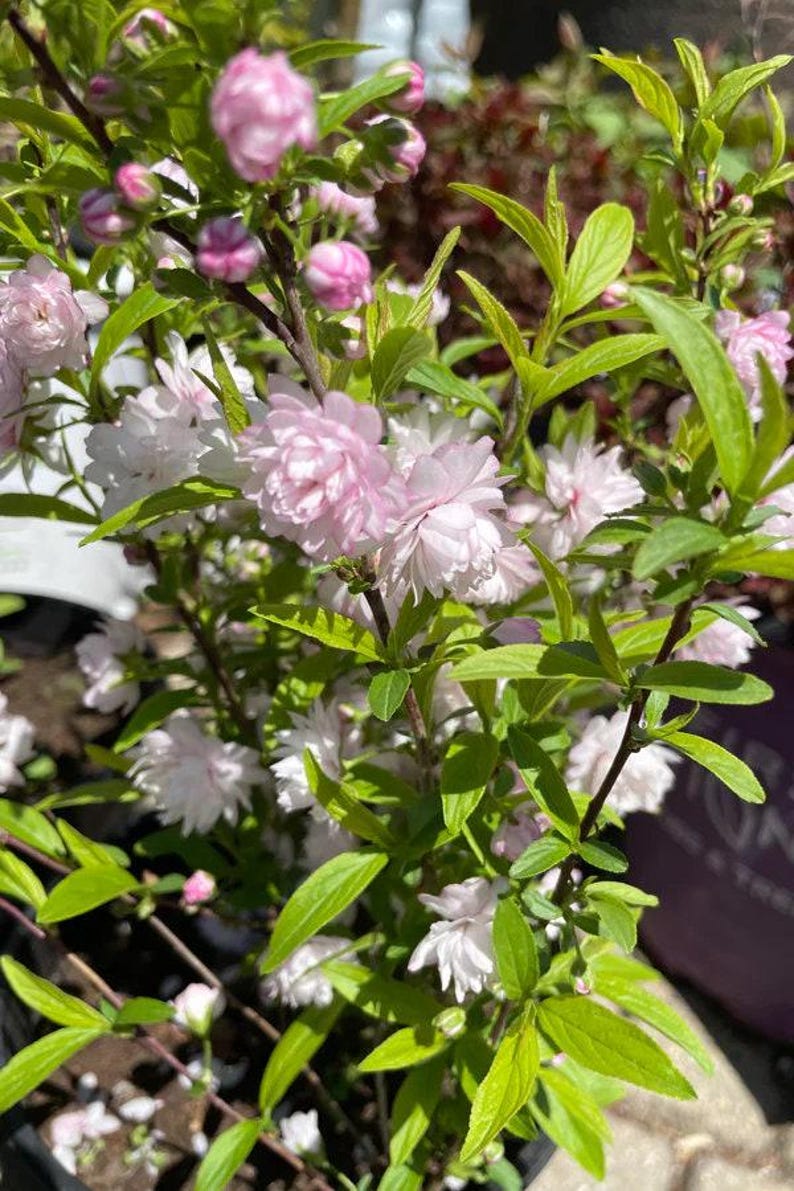 Dwarf Flowering Almond Prunus Glandulosa Rosea Plena 2 ft Live Plant in 3-Gal Pot