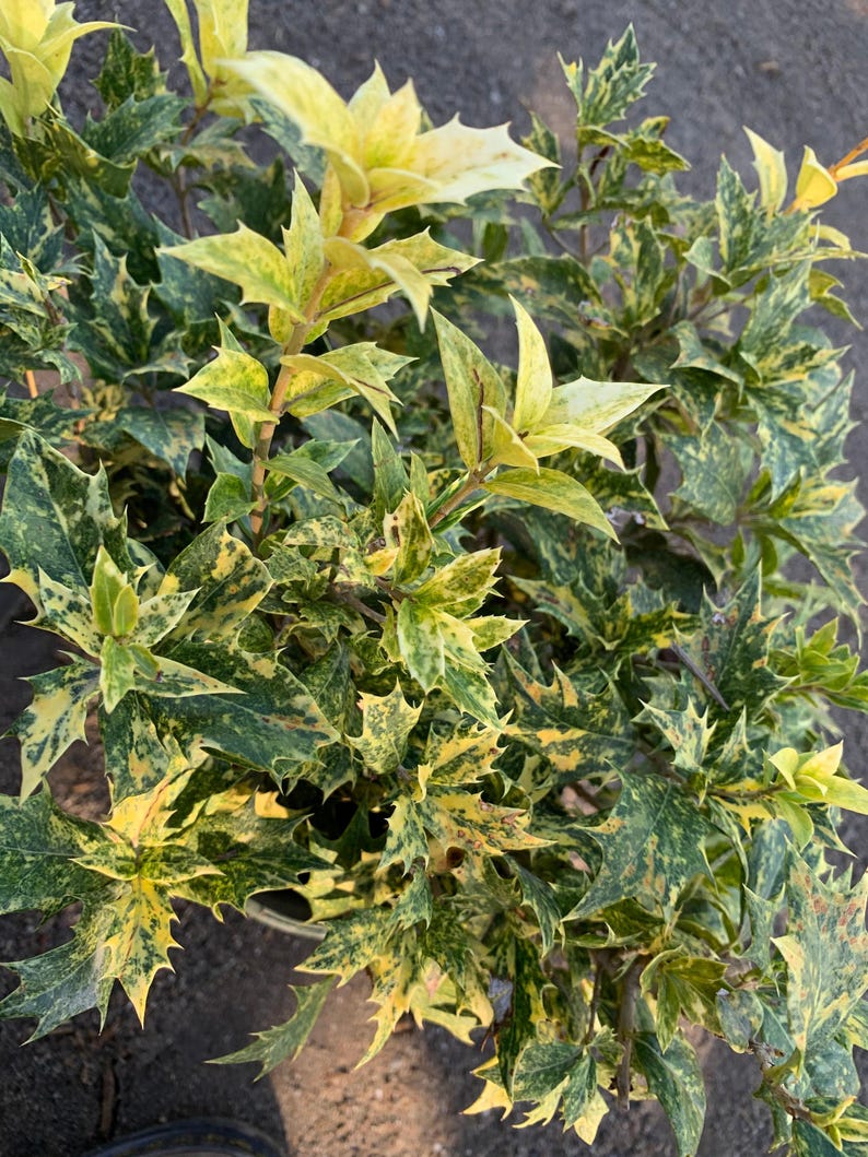 Goshiki Fall Holly Plant in 1 Gallon Pot - Osmanthus heterophyllus ‘Goshiki’ - Variegated Pink, Cream, and Green Foliage
