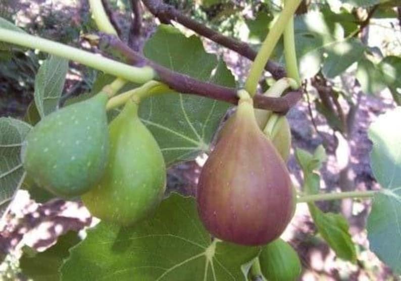 Flanders Fig Live Plant in 6" Pot – Ficus carica with Violet Striped Fruits, Amber Flesh, Hardy Zones 7-10