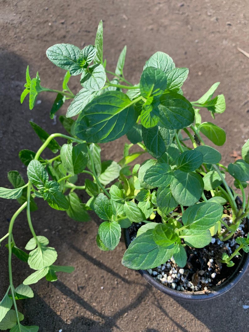 Thai Basil Live Plant 3" Pot - Ocimum basilicum var. Thai