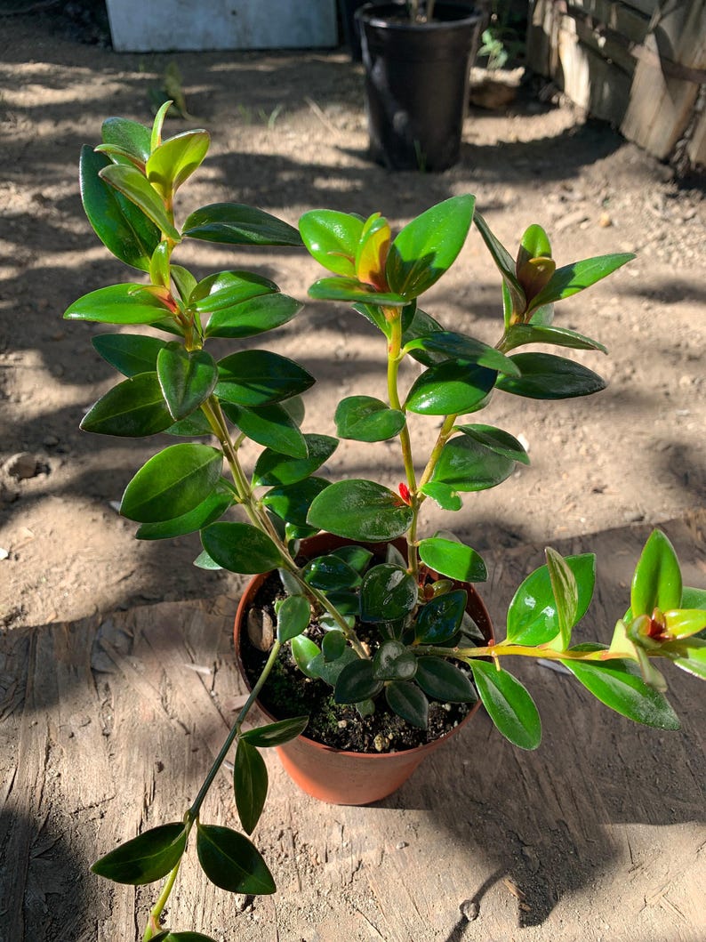 Goldfish Plant Nematanthus, 3-Inch Pot, Tropical Indoor Houseplant with Fish-Shaped Flowers