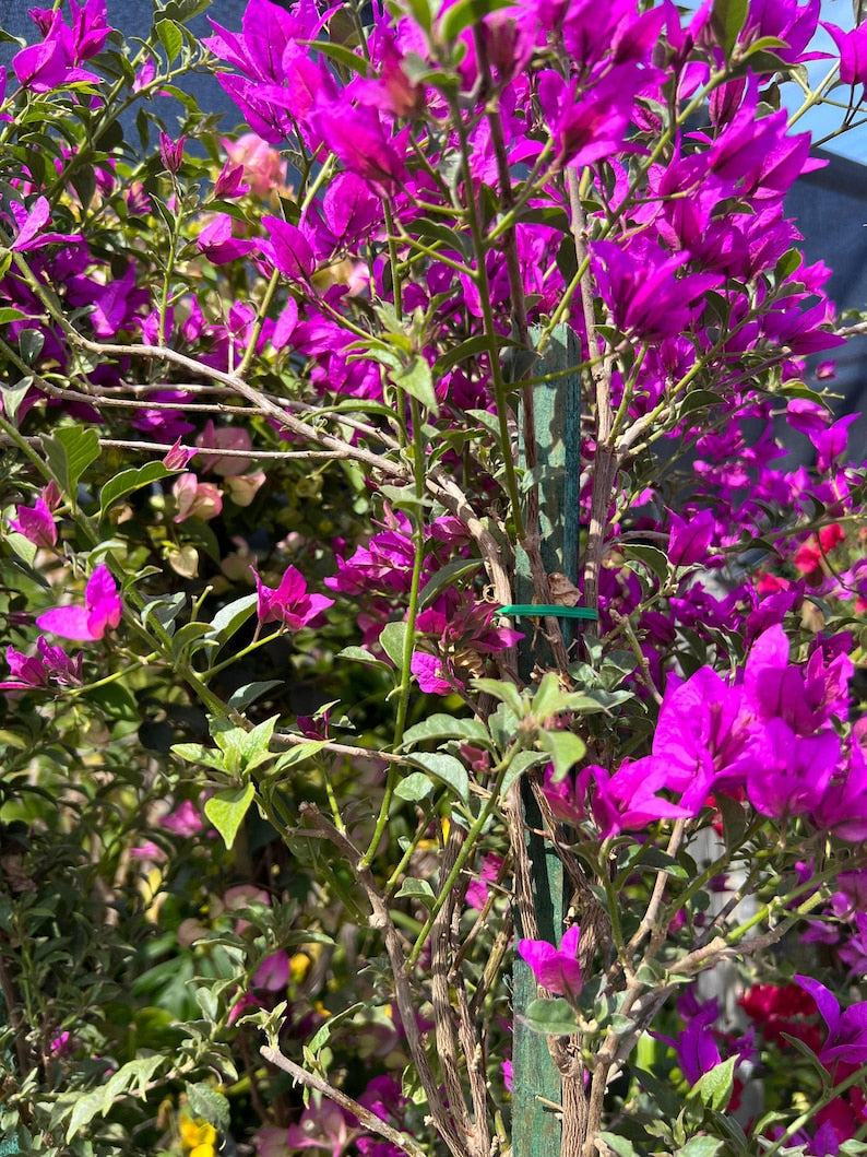 Purple Bougainvillea Plant - 3 to 4 ft in 3-Gallon Pot - Bougainvillea glabra for Gardens, Containers & Fences