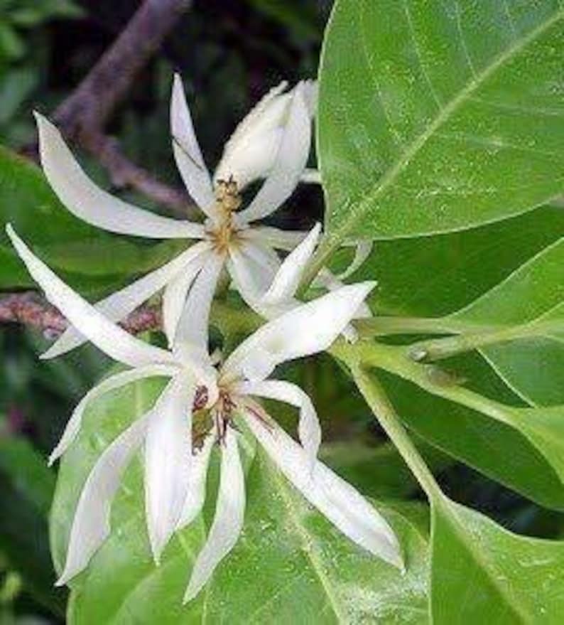 White Champaca Grafted Plant - 3 Gallon Michelia alba Evergreen Tree with Fragrant White Flowers for Gardens