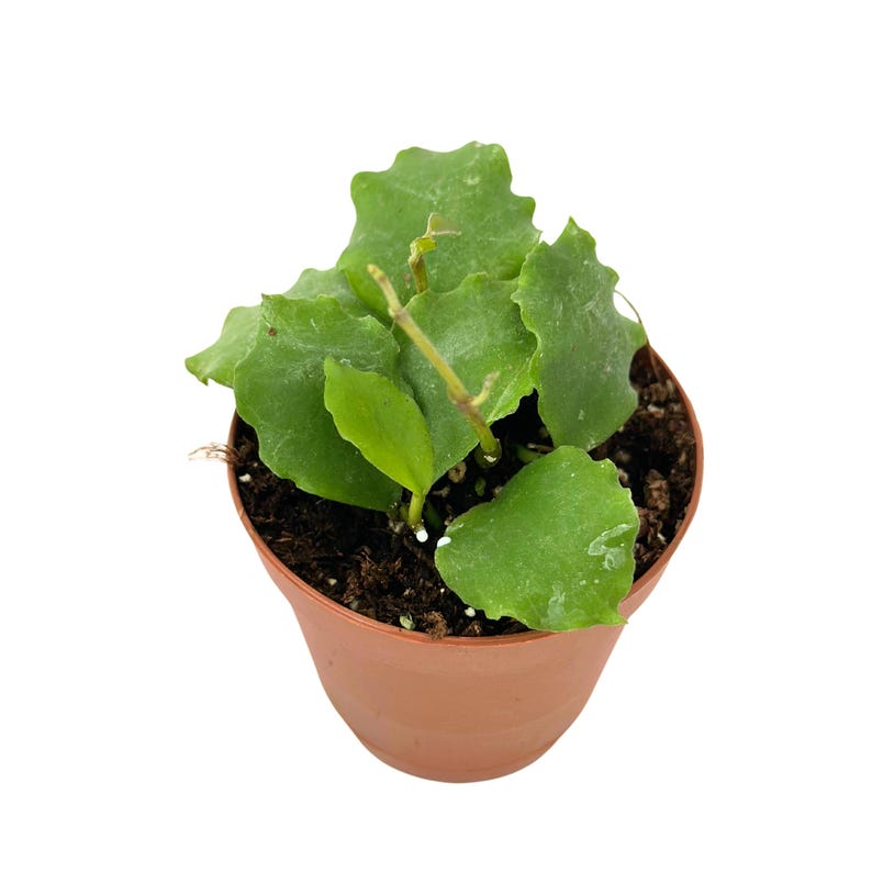 Hoya Endauensis Live Plant Rooted Hoya Starter Indoor Houseplant Pet Friendly Plant in 2 Inch Pot