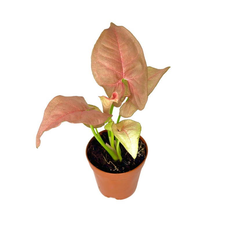 Syngonium Neon Robusta Live Plant, Pink Arrowhead Vine, 2-Inch Starter Tropical Houseplant