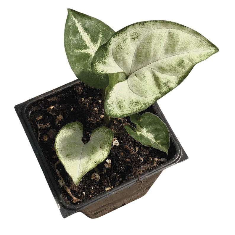 Organic Arrowhead Plant in 2.5-inch Pot, Syngonium podophyllum, Indoor Houseplant, Heart-Shaped Leaves, Air Purifying