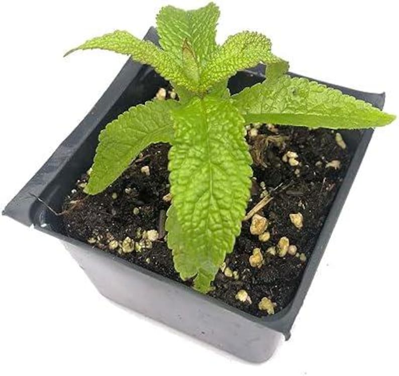 Organic Boneset Plant 2.5-inch Pot Native Eupatorium perfoliatum Pollinator Garden Herb