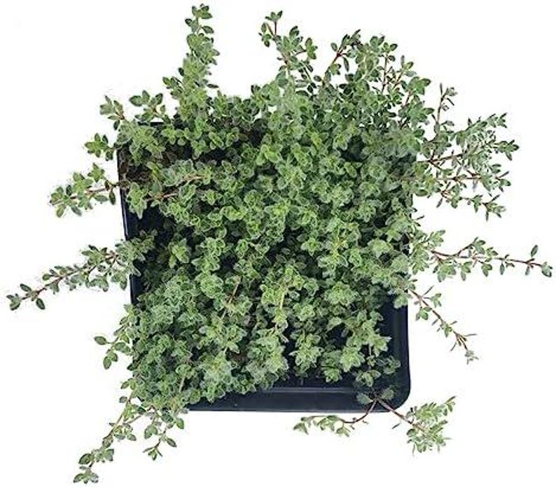 Organic Woolly Thyme Plant in 2.5-Inch Pot, Thymus pseudolanuginosus, Ground Cover, Aromatic Herb, Drought-Resistant, Live Herb