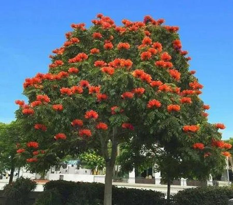 African Tulip Tree 1 Foot Tall in 6" Pot - Exotic Tropical Plant Spathodea campanulata